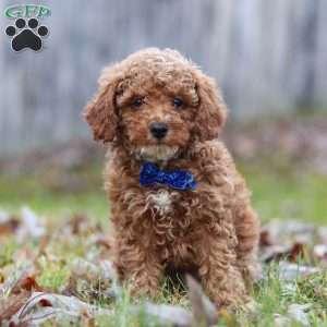 Rambo, Miniature Poodle Puppy